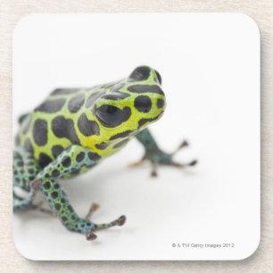 Dessous-de-verre Grenouille verte de dard de poison repérée par