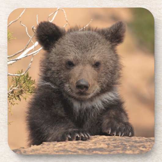 Dessous-de-verre Grizzly Bear Cub (Devant)
