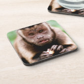 Dessous-de-verre Gros plan d'un singe capucin à cou noir (Côté gauche)