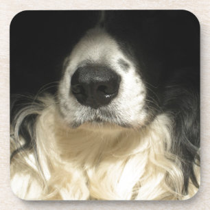 Dessous-de-verre Gros plan sur le nez d'un chien