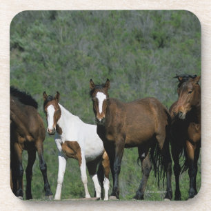 Dessous-de-verre Groupe de chevaux sauvages de mustang