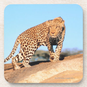 Dessous-de-verre Guépard