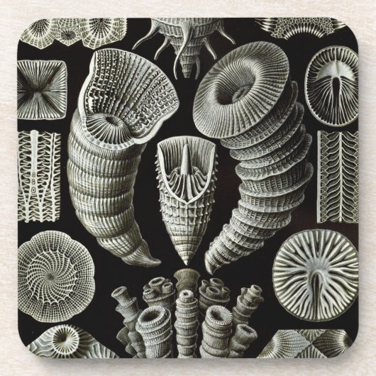 Dessous-de-verre Haeckel (Devant)
