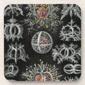 Dessous-de-verre Haeckel (Devant)
