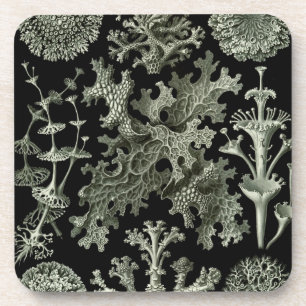 Dessous-de-verre Haeckel Black