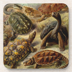 Dessous-de-verre Haeckel Tortoises
