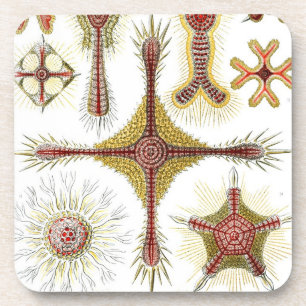 Dessous-de-verre Haeckel vintage