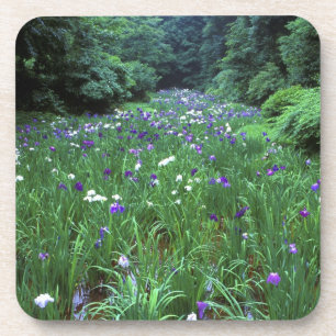 Dessous-de-verre Hana Shobu (Iris d'eau japonais), Meiji-jingu,