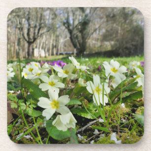 Dessous-de-verre Harbinger du printemps