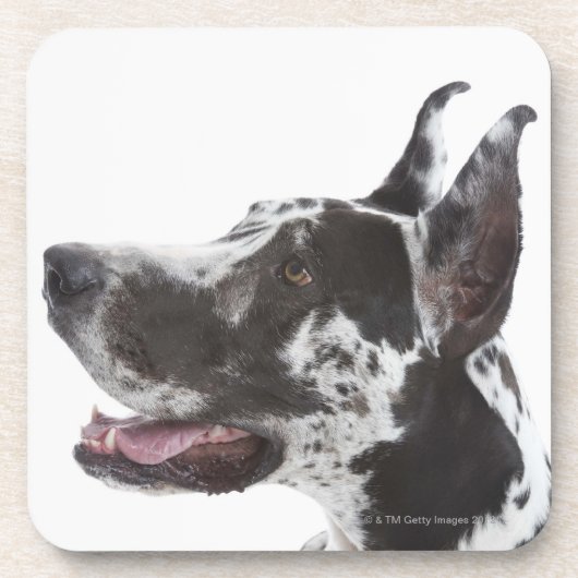 Dessous-de-verre Harlequin great dane (Devant)