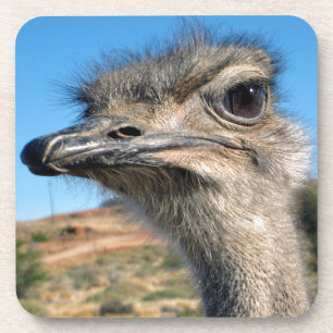 Dessous-de-verre Harry the Happy Ostrich