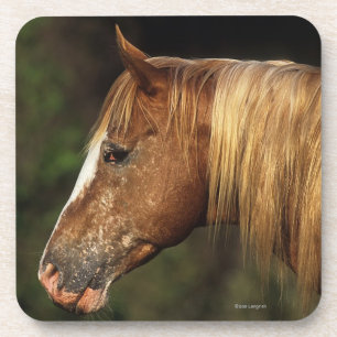 Dessous-de-verre Headshot 1 de cheval d'Appaloosa