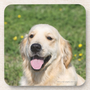 Dessous-de-verre Headshot 1 de golden retriever
