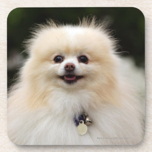 Dessous-de-verre Headshot 1 de Pomeranian