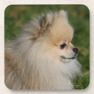 Dessous-de-verre Headshot 2 de Pomeranian