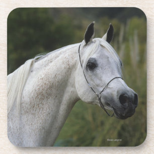 Dessous-de-verre Headshot arabe 1 de cheval