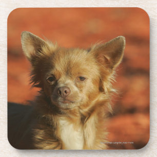 Dessous-de-verre Headshot de chiot de chiwawa
