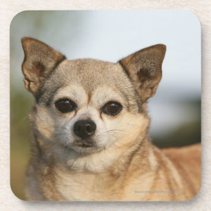 Dessous-de-verre Headshot de chiwawa