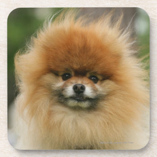 Dessous-de-verre Headshot de Pomeranian regardant l'appareil-photo
