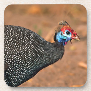 Dessous-de-verre Helmeted Guinea Fowl (Numida meleagris). Afrique,