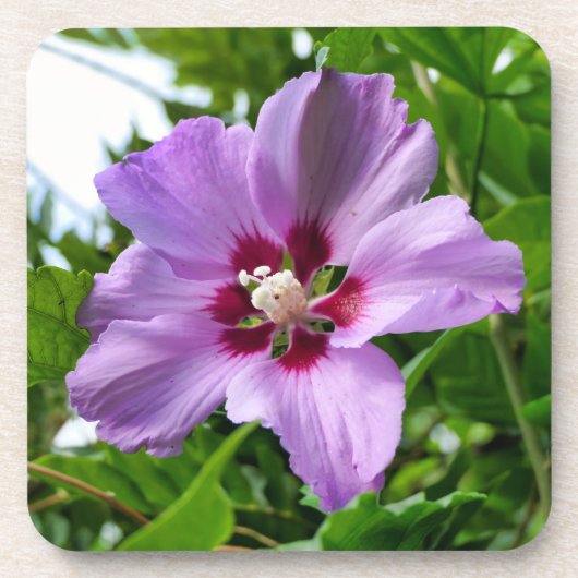 Dessous-de-verre Hibiscus (Devant)