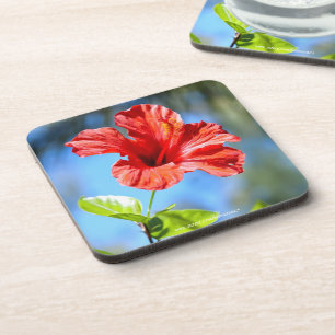 Dessous-de-verre Hibiscus rouge