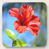 Dessous-de-verre Hibiscus rouge (Devant)