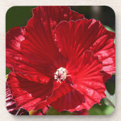 Dessous-de-verre Hibiscus rouge fleur de marais (Devant)