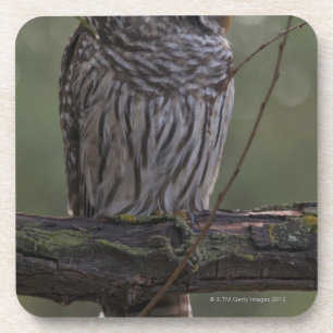 Dessous-de-verre Hibou barré de jeune (varia de Strix) 2