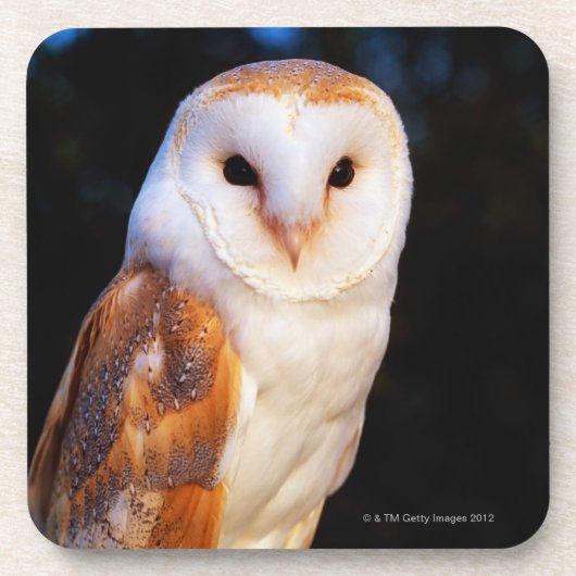 Dessous-de-verre Hibou de grange 2 (Devant)