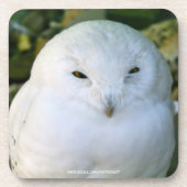 Dessous-de-verre Hibou des neiges (Devant)