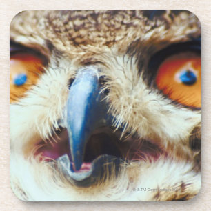 Dessous-de-verre Hibou observé par orange
