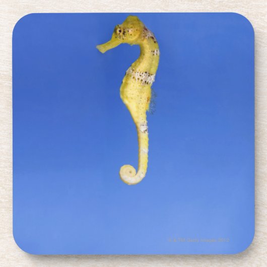 Dessous-de-verre Hippocampe (Devant)