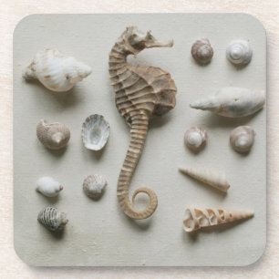 Dessous-de-verre Hippocampe et coquilles