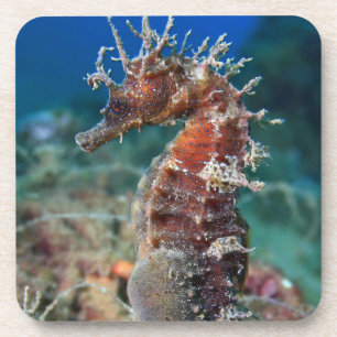 Dessous-de-verre Hippocampe Ramulosus de l'hippocampe