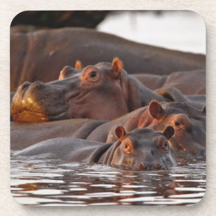 Dessous-de-verre Hippopotame, Hippopotamus amphibius, Lac