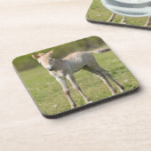 Dessous-de-verre Horse foal, Hungary (Côté gauche)