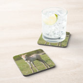 Dessous-de-verre Horse foal, Hungary (Côté Droit)