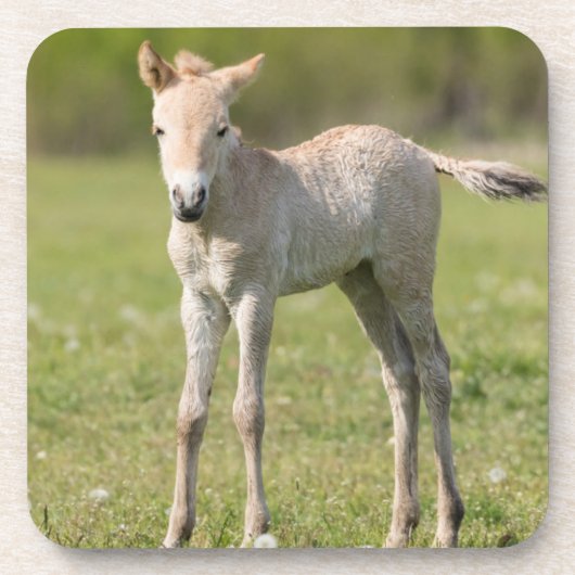 Dessous-de-verre Horse foal, Hungary (Devant)