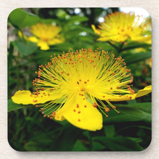 Dessous-de-verre Hypericum calycinum (Devant)