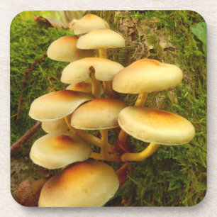 Dessous-de-verre Hypholoma fasciculare Mushroom Plastic Coasters
