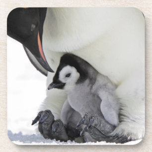 Dessous-de-verre Île de colline de neige du pingouin d'empereur  