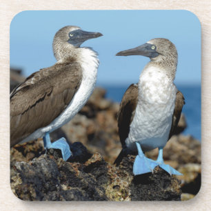 Dessous-de-verre Îles Galapagos, île d'Isabela