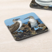 Dessous-de-verre Îles Galapagos, île Isabela (Côté gauche)