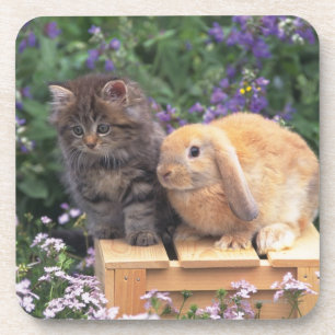 Dessous-de-verre Image d'un chaton et d'une position de lapin