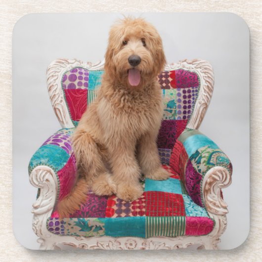Dessous-de-verre Images de Getty | Goldendoodle mignon (Devant)