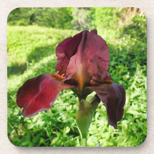 Dessous-de-verre Iris à poils (Devant)