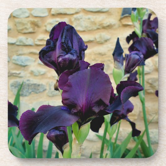 Dessous-de-verre Iris à poils (Devant)