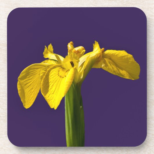 Dessous-de-verre Iris Jaune (Devant)