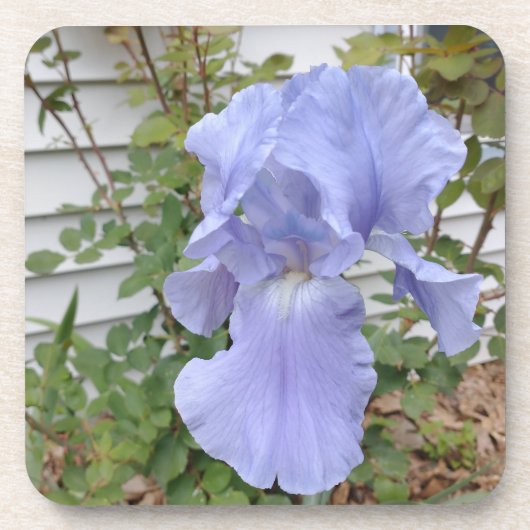 Dessous de verre Iris violet (Devant)